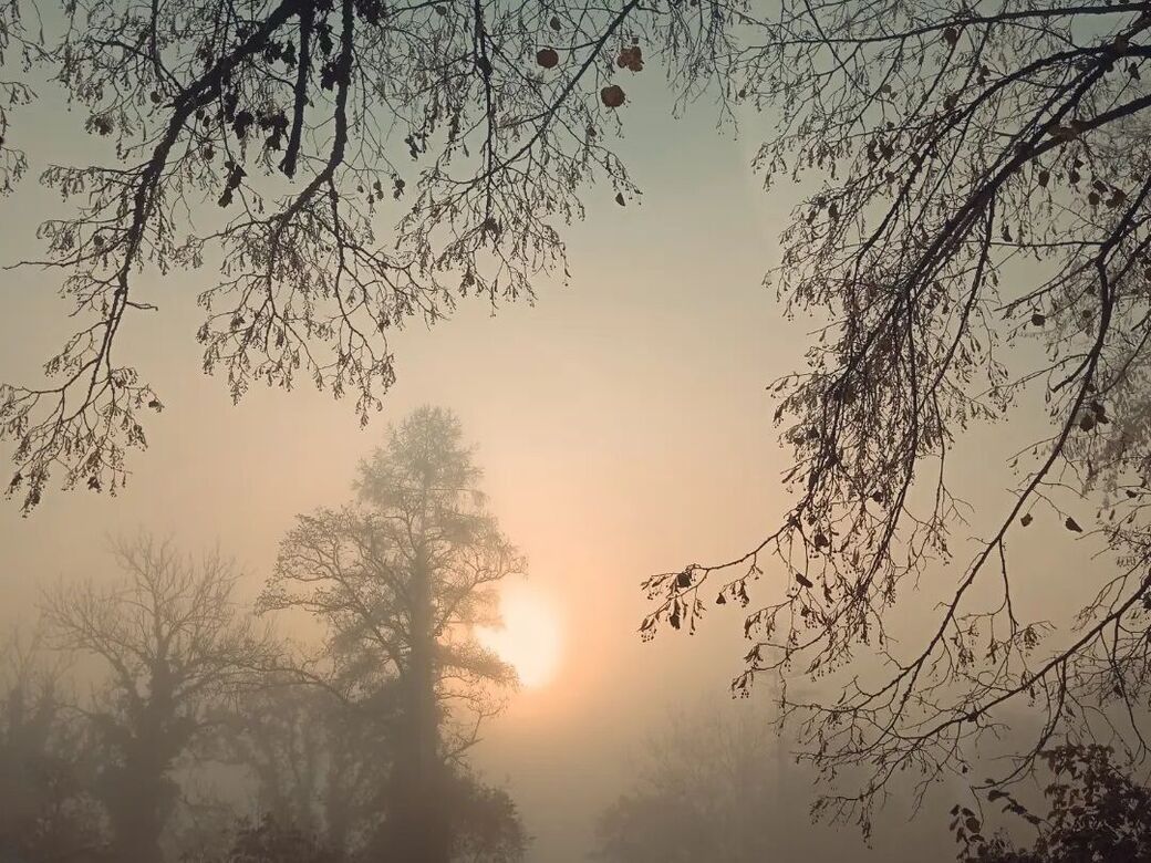 Bild-im-Nebel-Sonnenschein-Sinnbild-fuer-Palliativ-Bild-Veranstalter Bild mit Nebel und Sonnenschein, Sinnbild für Palliativ, Bild, Veranstalter