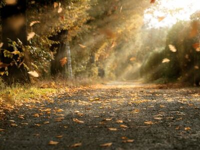 1537960052_herbst__lassedesignen__adobestock_172387118 1537960052_herbst__lassedesignen__adobestock_172387118