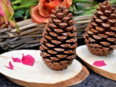 Baselarbeit mit Tannenzapfen