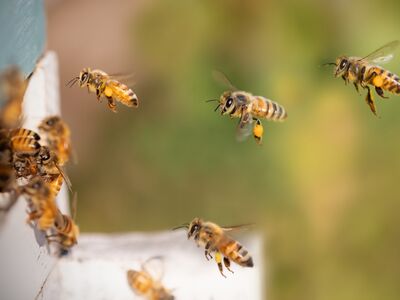 Bienen fliegen zu ihrem Bienenstock.