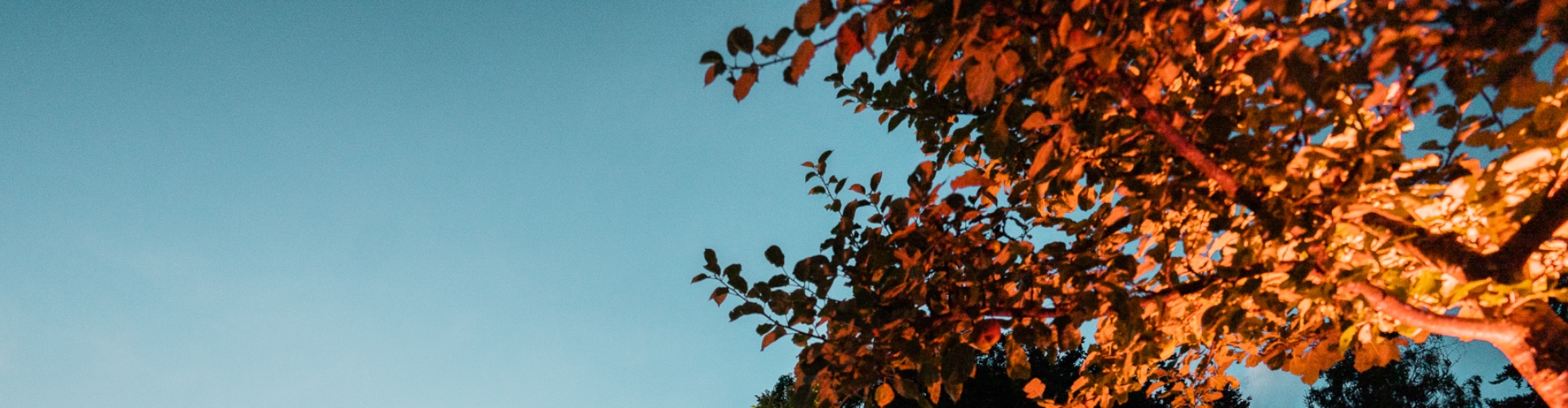 Baum im Abendlicht