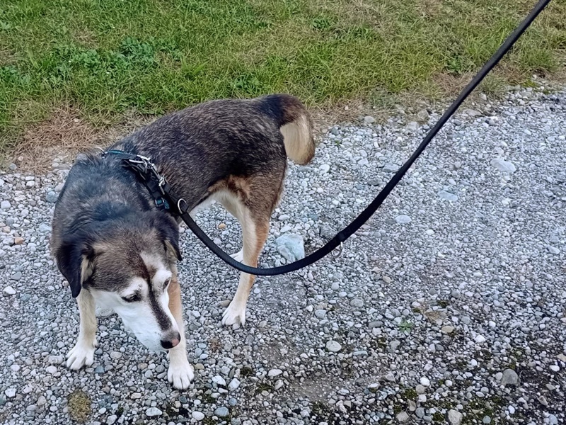 Stadt Altötting, Freilaufende Hunde in Altötting, Foto: Stadt Altötting
