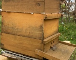 Stadt Altötting, Bienen AG, Foto: Stadt Altötting