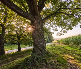 Stadt Altötting, Rupertweg Baum Oberschroffen Richtung Altöttig, Foto: Johann Dirschl