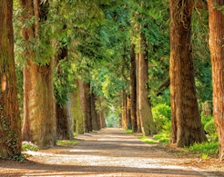 Stadt Altötting, Baumkataster, Foto: Pixabay