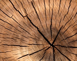 Stadt Altötting, Baumschutz auf Baustellen, Foto: Pixabay