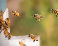Stadt Altötting, Bienen, Foto: Pixabay