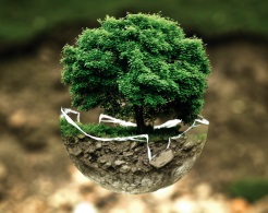 Stadt Altötting, Leben in Altötting, Umwelt, Baum, Foto Pixabay