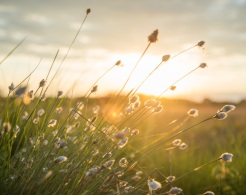 Stadt Altötting, Blumen im Sonnenlicht, Foto Pixabay