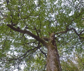 Stadt Altötting, Marienwanderweg Altöttinger Forst, Foto: Johann Dirschl, 275x235