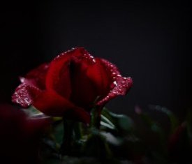 Rose-_Stadt-Altoetting-Bild-frei-275x235 Rose-_Stadt-Altoetting-Bild-frei-275x235