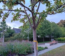 Stadt Altötting, Aktion Gelbes Band, Wiese am Panorama, Foto: Stadt Altötting