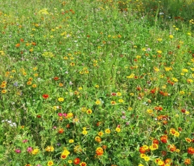 Stadt Altötting, Blühwiese, Foto: Stadt Altötting Stadt Altötting, Blühwiese, Foto: Stadt Altötting