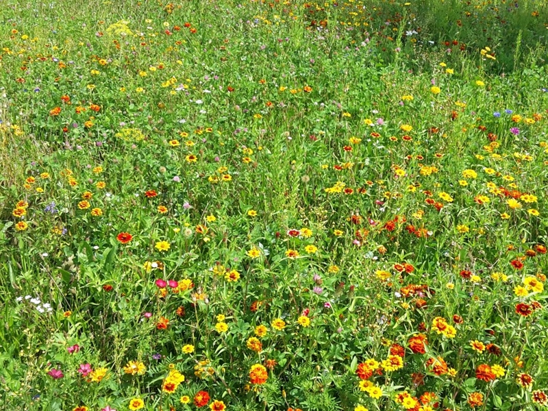 Stadt Altötting, Blühwiese, Foto: Stadt Altötting 