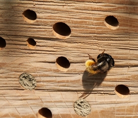 Stadt Altötting, Insektenhotel, Foto: Pixabay/hbieser 