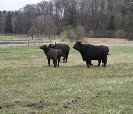 Stadt Altötting, Wasserbüffel, Osterwies, März 2025, Foto: Stadt Altötting