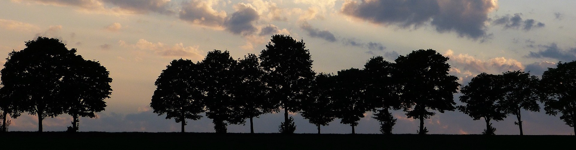 Stadt Altötting, Baumallee, Foto: Pixabay