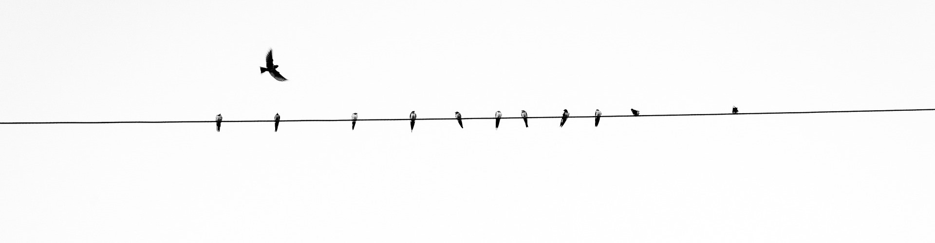 Leben in Altötting, Bild: Vögel sitzen auf Stromleitung, Pixabay