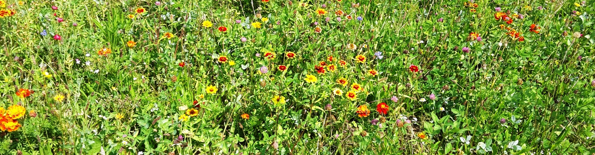 Stadt Altötting, Blumenwiese bei Tiefgarage am Forum, Foto: Stadt Altötting