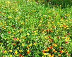 Stadt Altötting, Blumenwiese bei Tiefgarage am Forum, Foto: Stadt Altötting