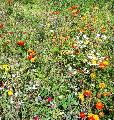 Stadt Altötting, Blumenwiese bei Tiefgarage am Forum, Foto: Stadt Altötting Stadt Altötting, Blumenwiese bei Tiefgarage am Forum, Foto: Stadt Altötting
