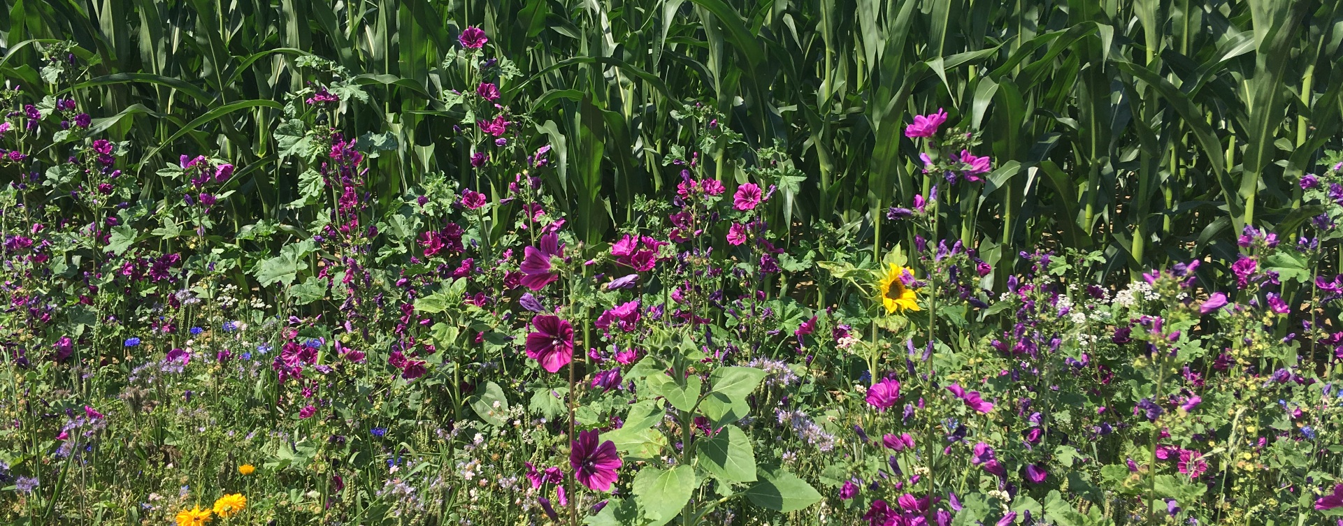Blumen im Feld an der Bundwerkstadltour 