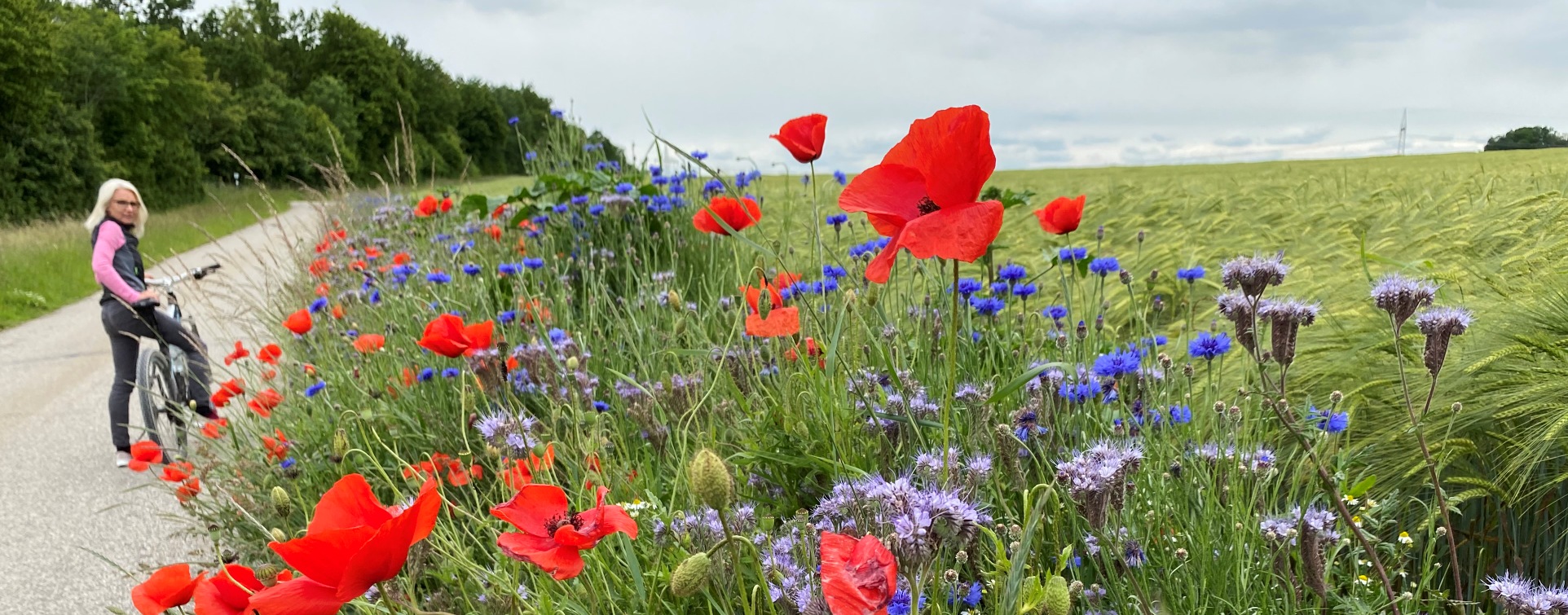 Fahrradfahrer neben Feld mit Mohnblumen