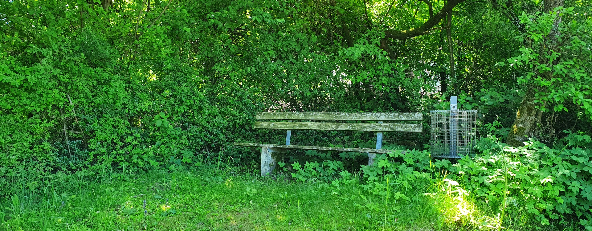 Hier sehen Sie eine Bank am Waldrand, perfekt für eine Pause