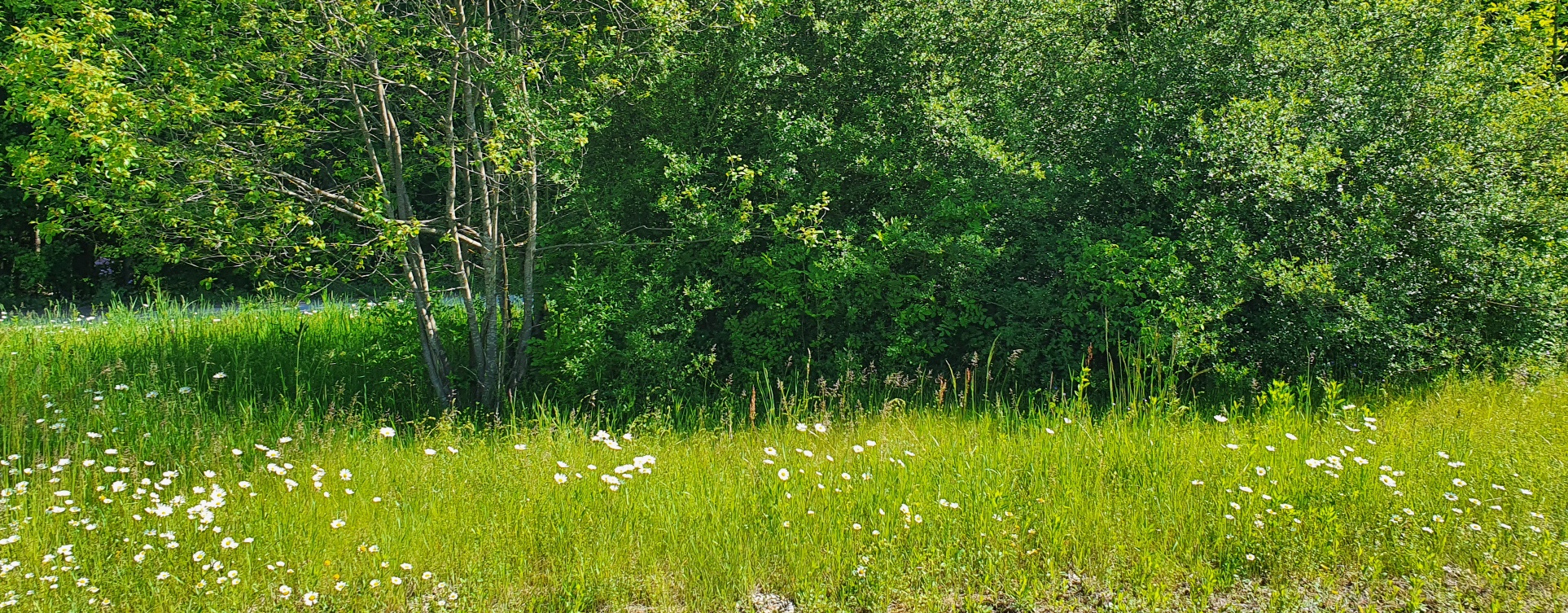 EIne schöne Blumenwiese im Öttinger Forst