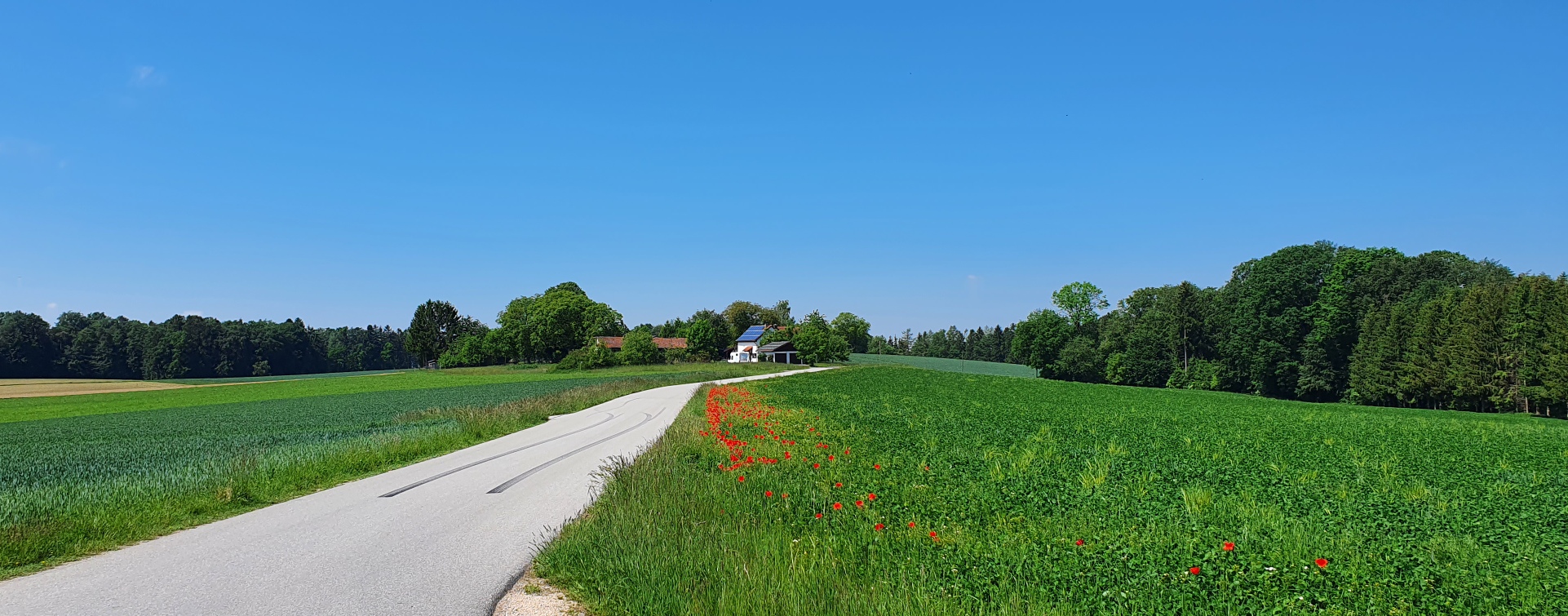 Hier sehen Sie eine schöne Landschaft mit blühendem Mohn 