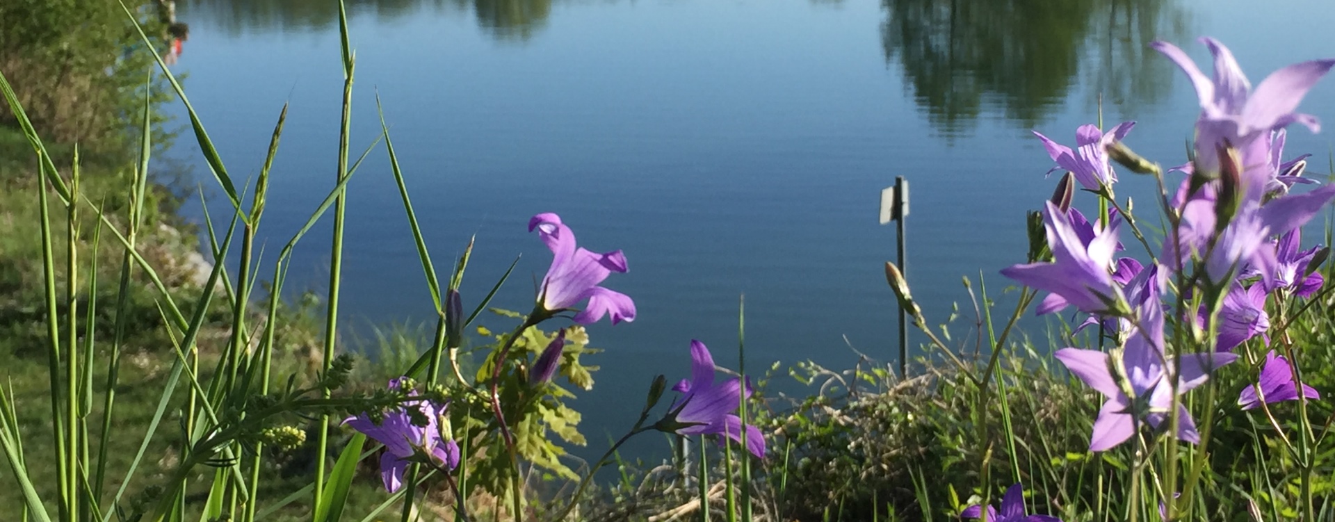 Hier sehen Sie schöne lila Iris-Blumen am Flossinger See