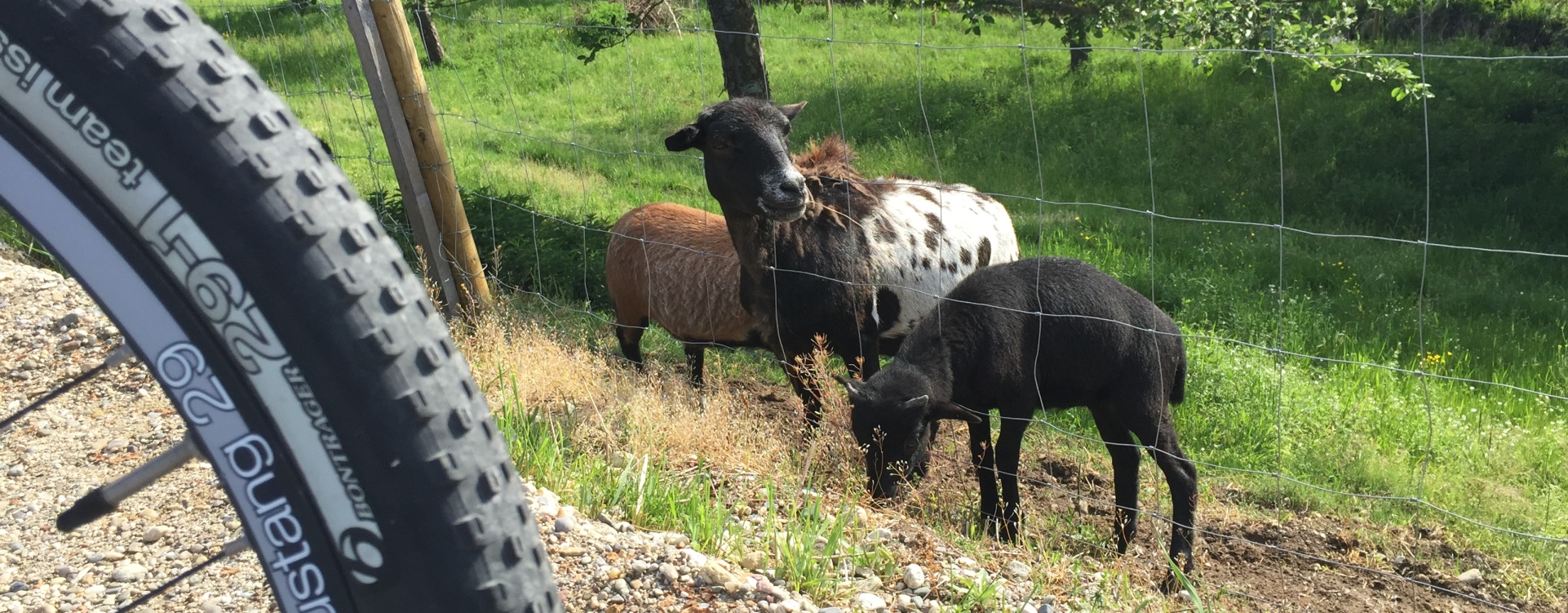 Hier sehen Sie ein paar Schafe auf der Weide hinter einem Mountainbike