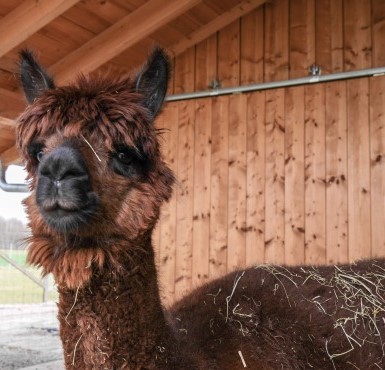 Ein Alpaka steht in seinem Stall in der Niedergerner Alpaka-Ranch.