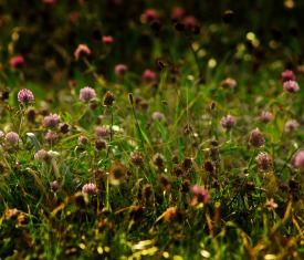 Hier sehen Sie eine Kräuter & Blumenwiese