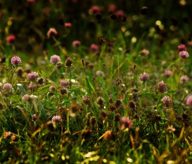 Kräuterwanderung Altötting-Foto-Pixabay-flower-meadow Hier sehen Sie eine Kräuter & Blumenwiese