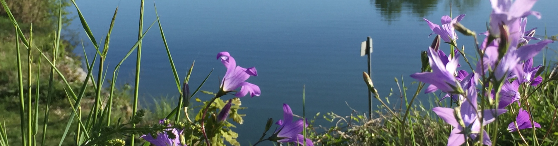 Lila Blumen am Flossinger See