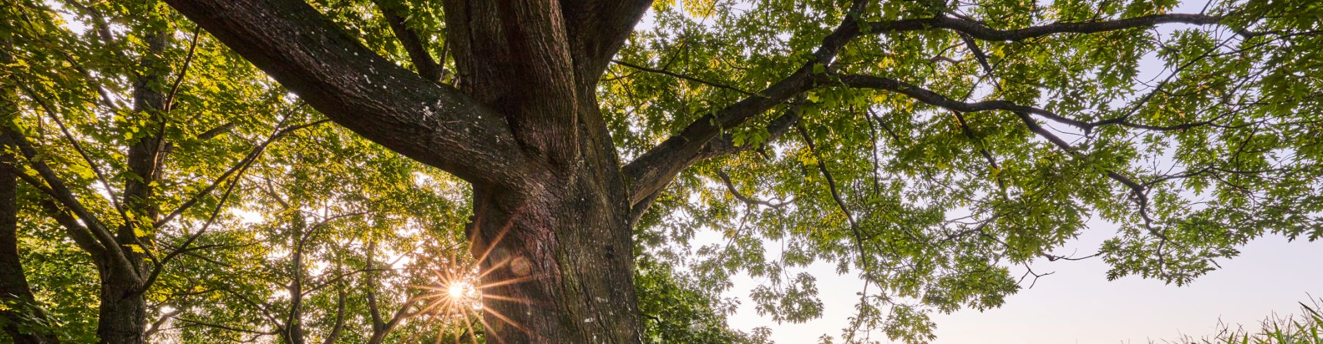 Hier sehen Sie einen Baum am Rupert Pilgerweg kurz vor Altötting 