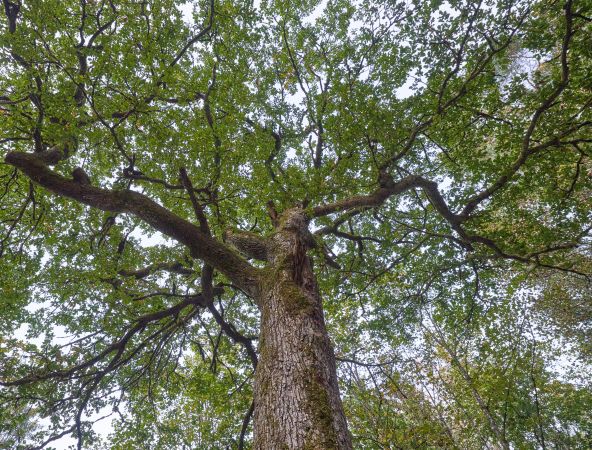 Jubiläumsbäume 125 Jahre Stadt Altötting
