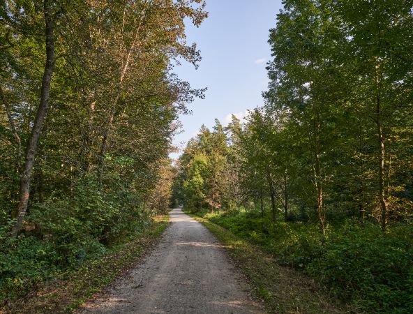 Hier sehen Sie ein Waldstück des Marienwanderwegs 