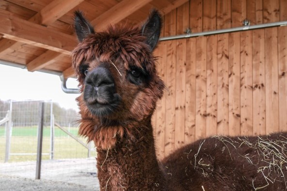 Ein Niedergerner Alpaka in seiner Ranch in Haiming in der Inn Salzach Region und im Landkreis Altötting.