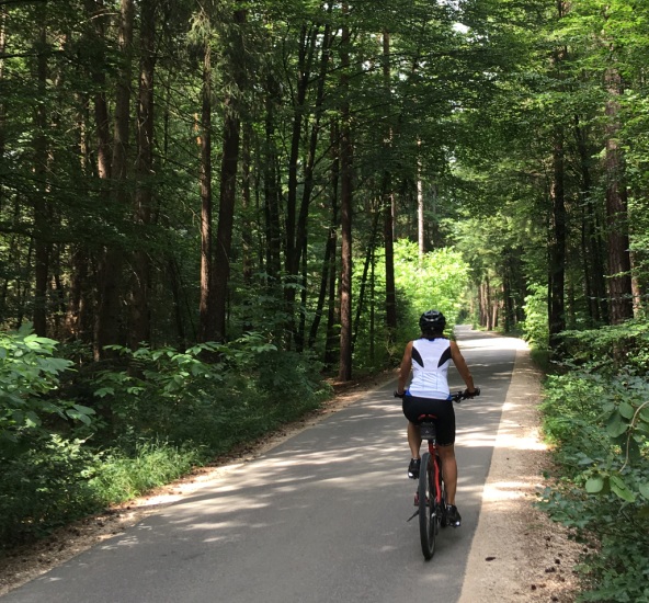 Radweg im Wald