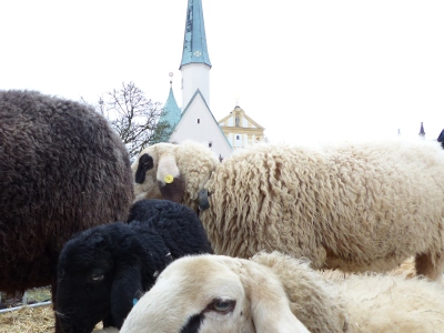 Hier sehen Sie Schafe bei der Bauernwallfahrt 