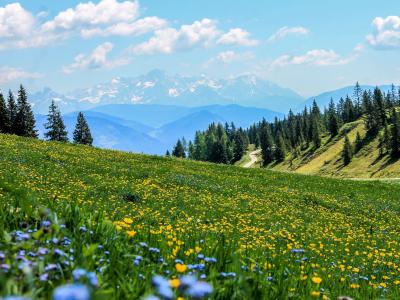 Eine Alm in den Alpen