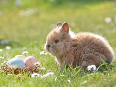 Ein Kaninchen und ein Osternest mit Eiern auf einer Wiese.
