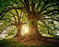 Stadt Altötting, Baum, Foto: Pixabay