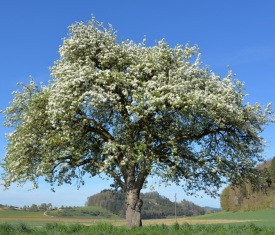 stadt-altoetting-wir-menschen-brauchen-die-erde-die-erde-braucht-uns-menschen-aber-nicht-foto-pixabay-apple-tree-463979-275X235 stadt-altoetting-wir-menschen-brauchen-die-erde-die-erde-braucht-uns-menschen-aber-nicht-foto-pixabay-apple-tree-463979-275X235