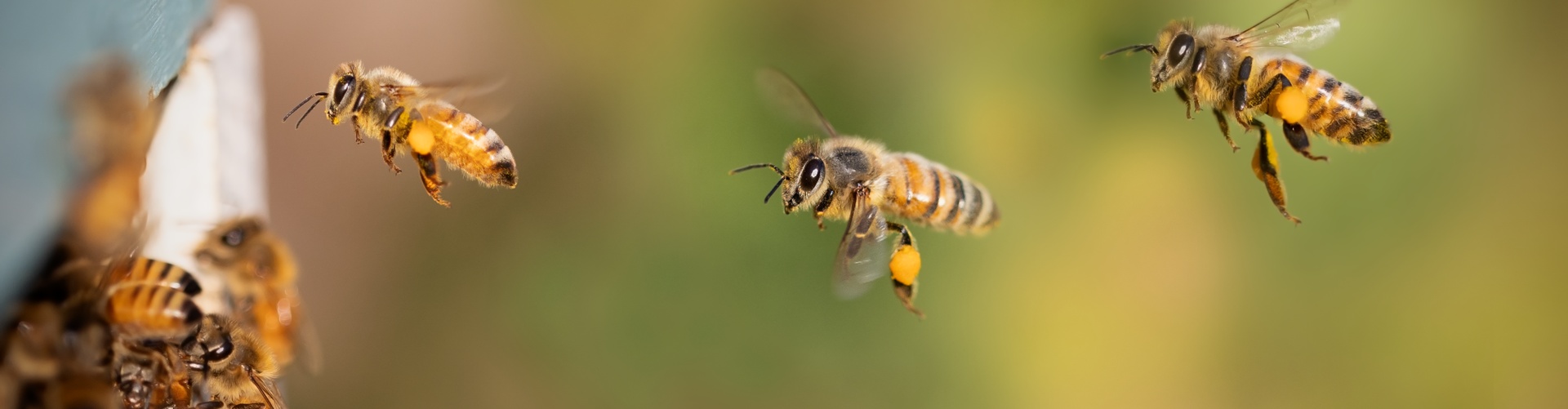 Stadt Altötting, Bienen, Foto: Pixabay
