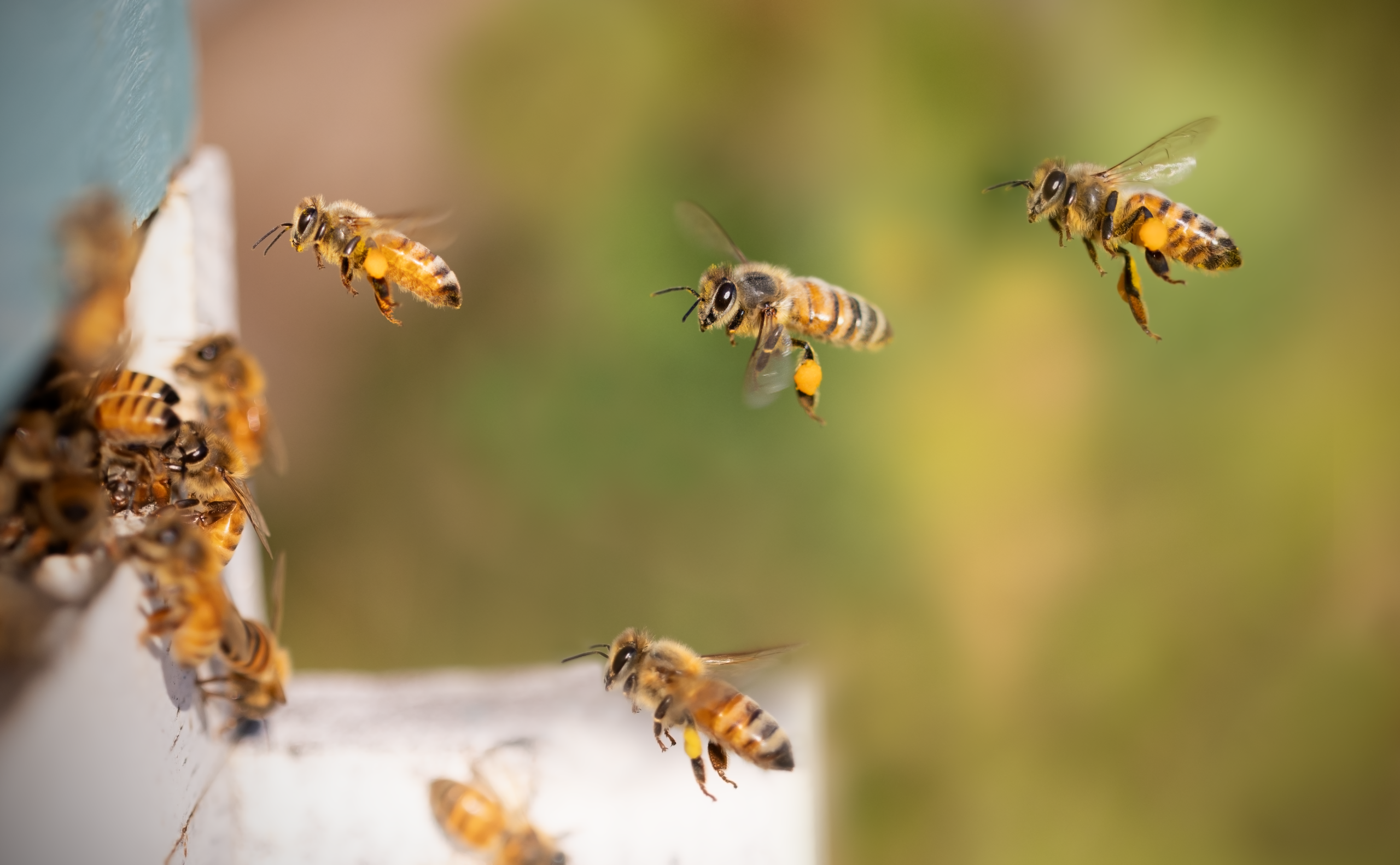 terski-bees-8267791
