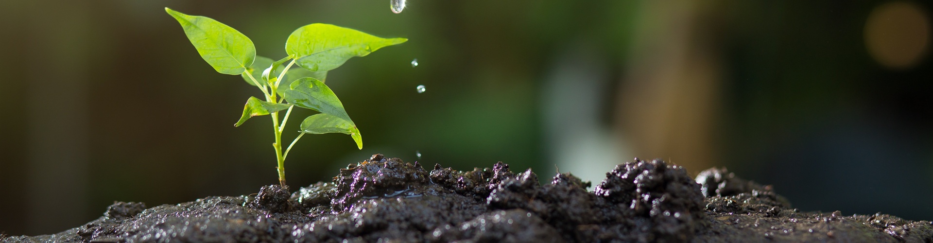 Stadt Altötting, Umwelt, Foto: Pixabay
